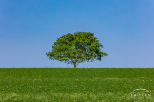 A long tree standing on the crest of a hill where the green grass and leaves complement the blue-sky background also creating a minimalist composition