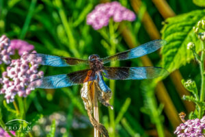 A male Widow Skimmer Dragonfly whose mid-wing white spots turn iridescent blue in reflecting morning light