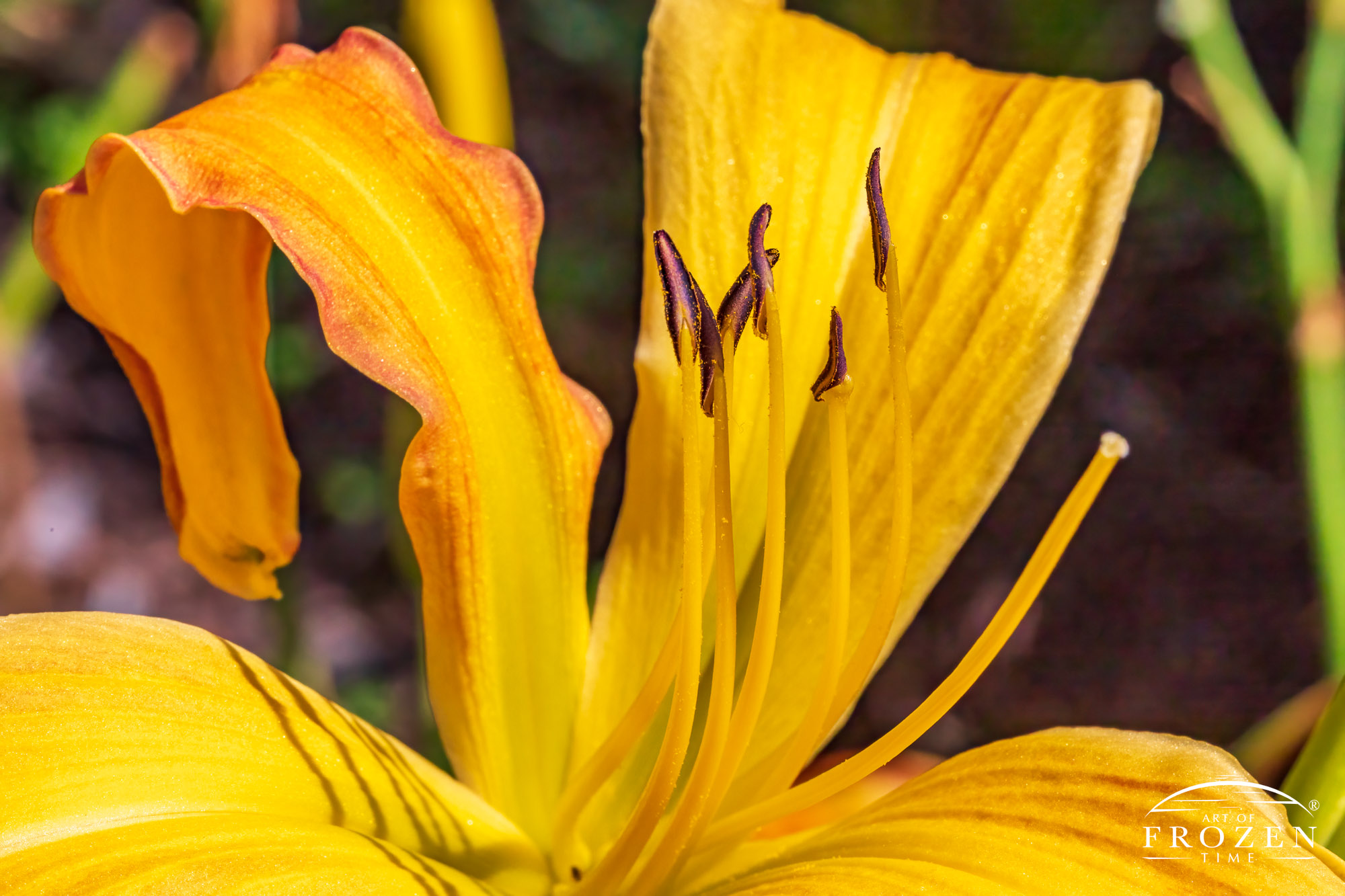 Mary Todd Daylily (Hemerocallis) which features yellow petals, yellow pistil and yellow stamen.