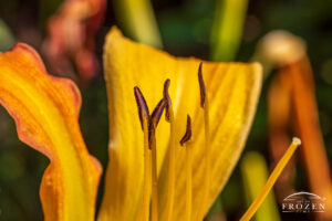 Mary Todd Daylily (Hemerocallis) which features yellow petals, yellow pistil and yellow stamen.
