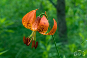 A close view of a Michigan Lily featuring orange petals with brown spots