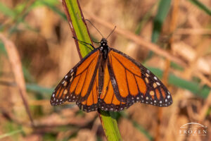 A close up image of Monarch Butterfly (Danaus plexippus) on a blade of grass on a late summer day