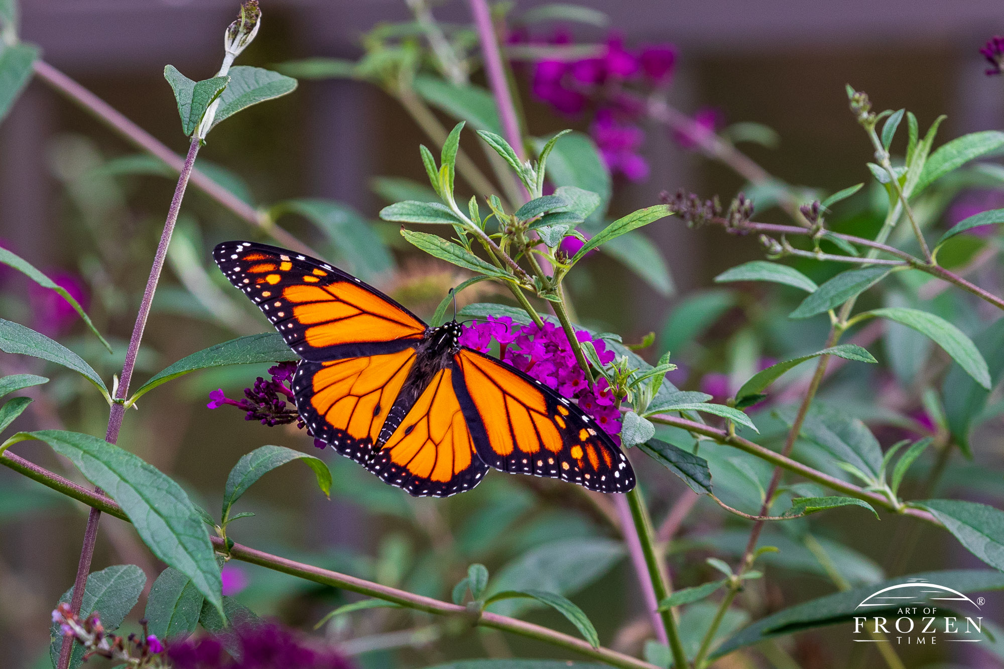 A close up image of Monarch Butterfly (Danaus plexippus) on Black Knight Butterfly Bush (Buddleja davidii)