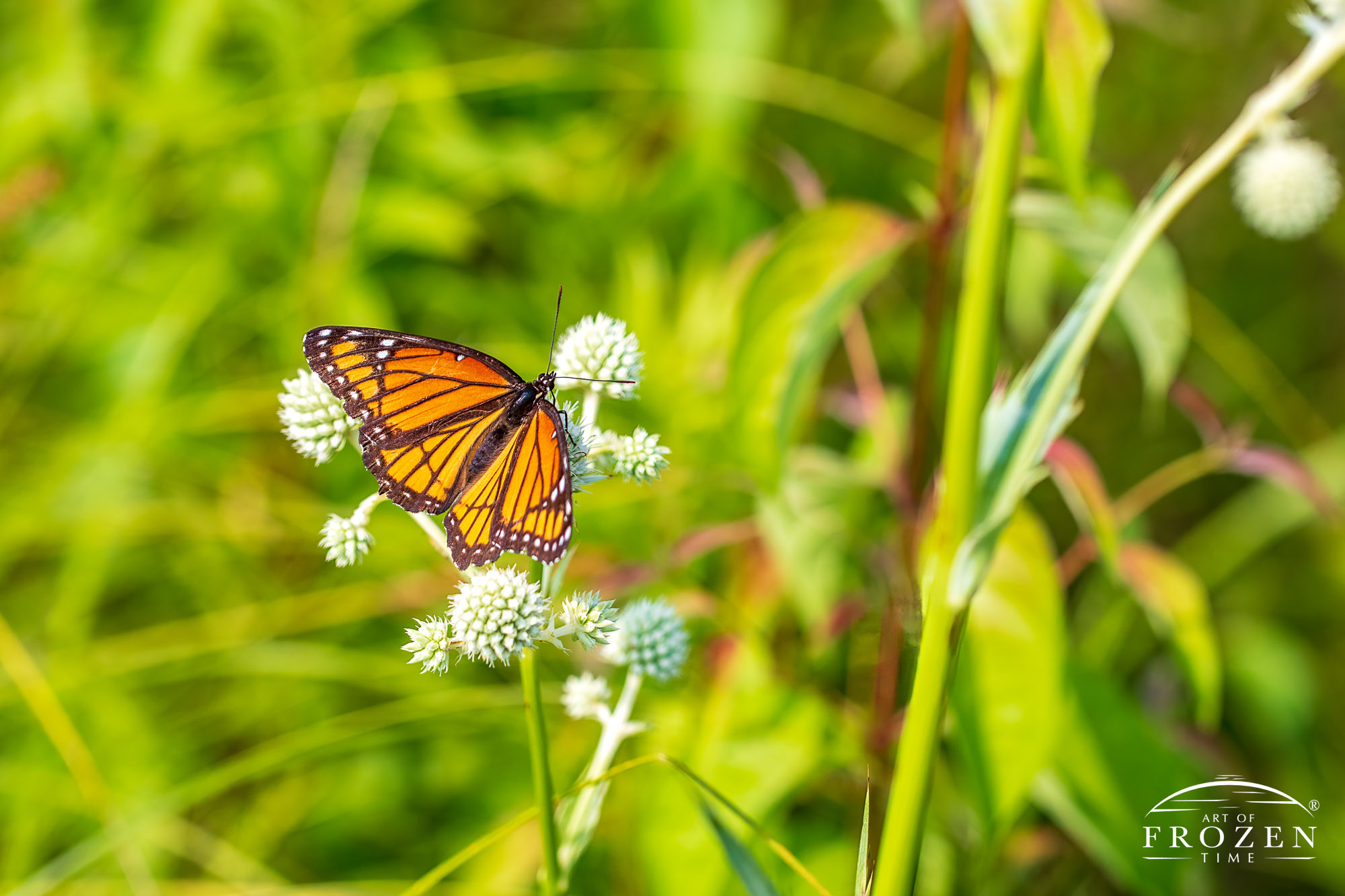 A monarch butterfly briefly stopping on a prairie plant on a breezy summer day