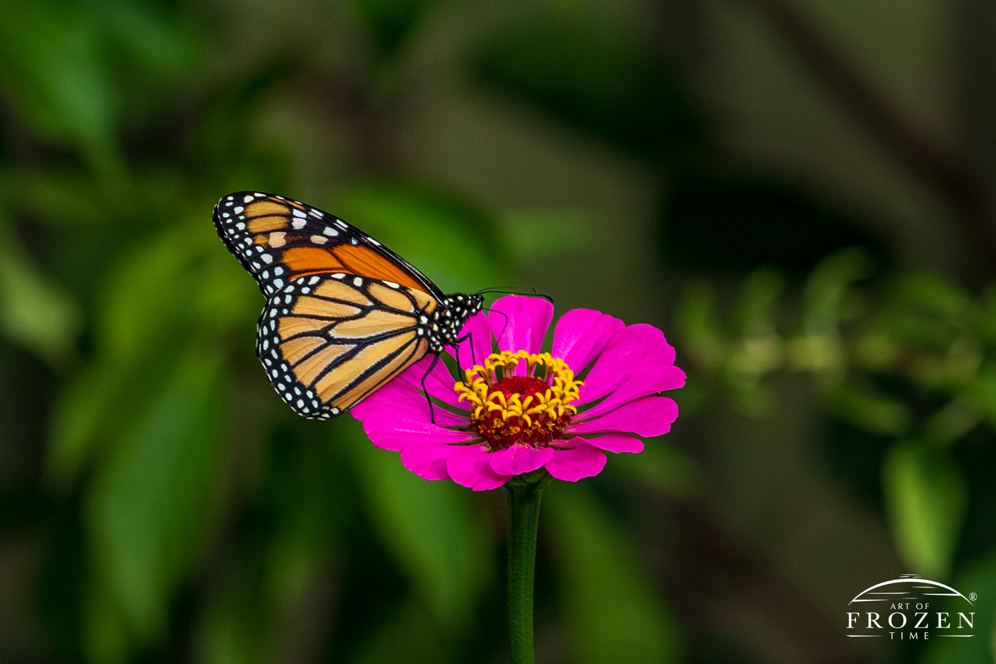 A close up image of Monarch Butterfly (Danaus plexippus) pollinating a pink Zinnia (Zinnia elegans) in Bellbrook Ohio