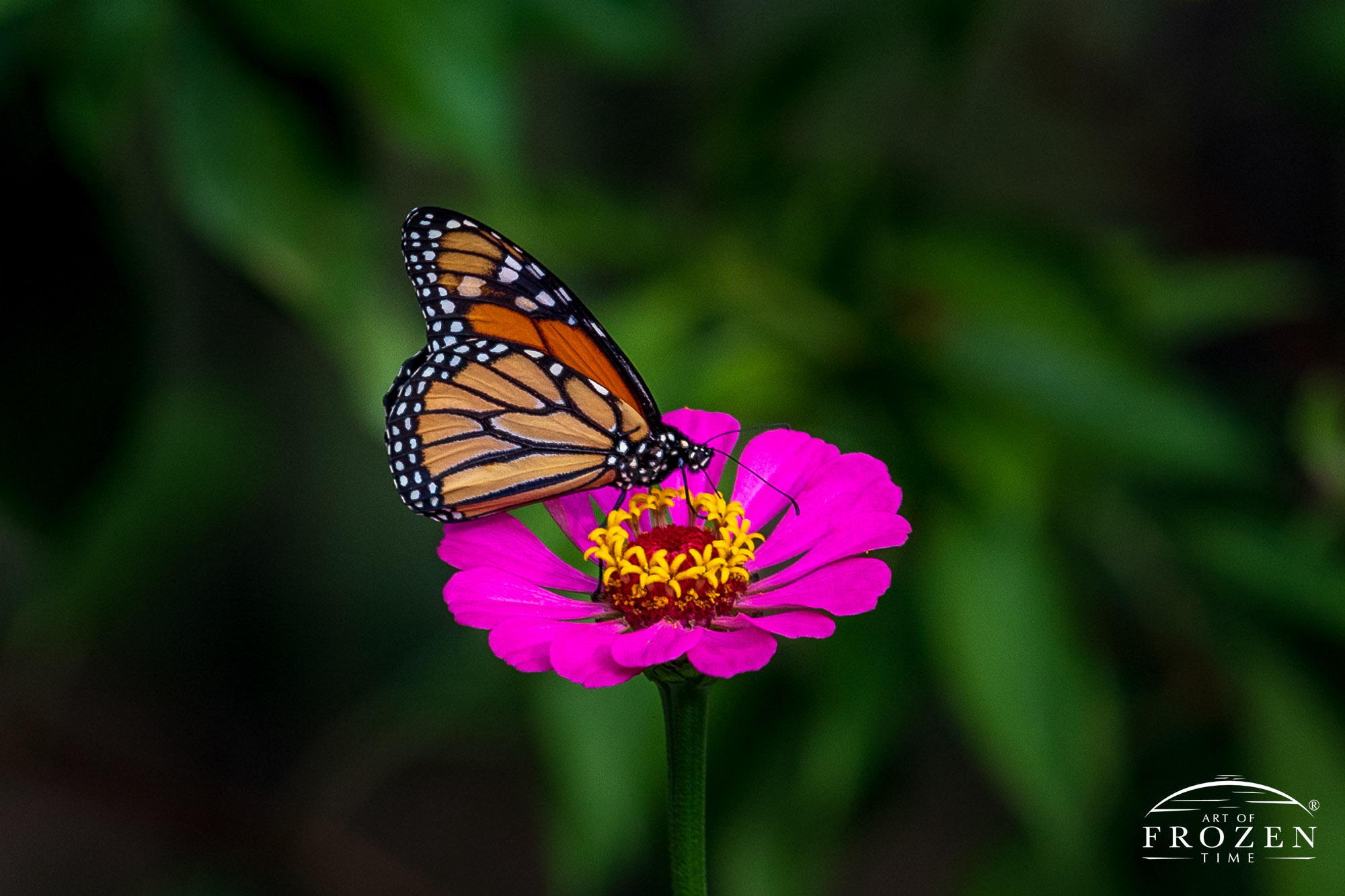 A close up image of Monarch Butterfly (Danaus plexippus) pollinating a pink Zinnia (Zinnia elegans) in Bellbrook Ohio
