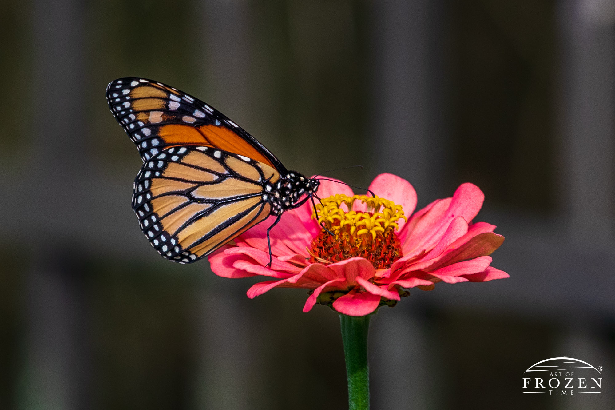 A close up image of Monarch Butterfly pollinating a pink Zinnia No. 4