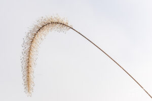 A macro view of a Giant Foxtail grass where water drops clung to the grass filament