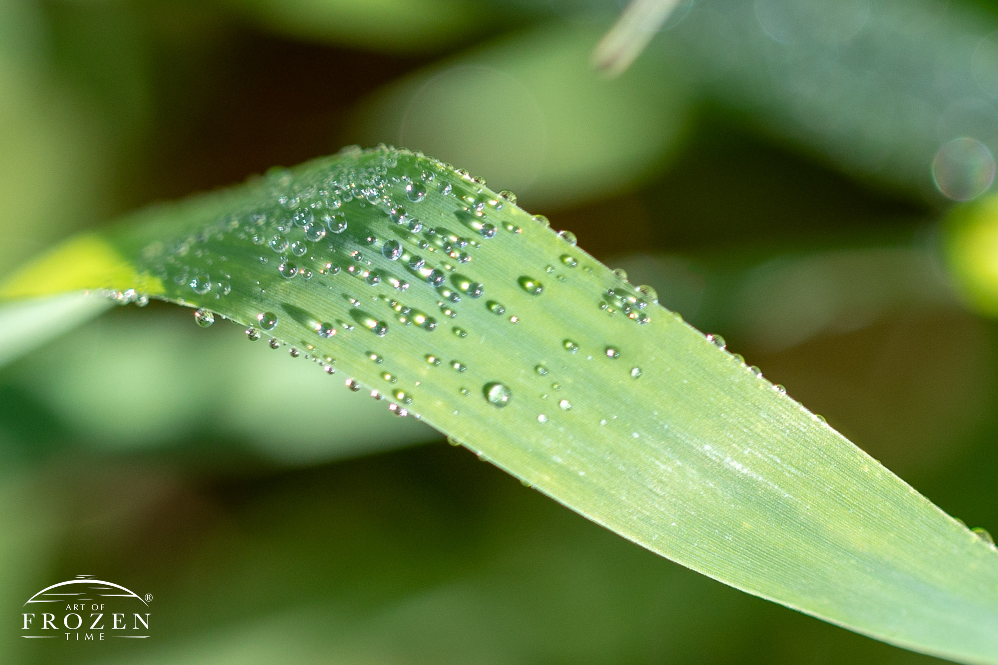 A close up image of morning dew on a wide plant leaf where the individual drops sparkle in the sun light