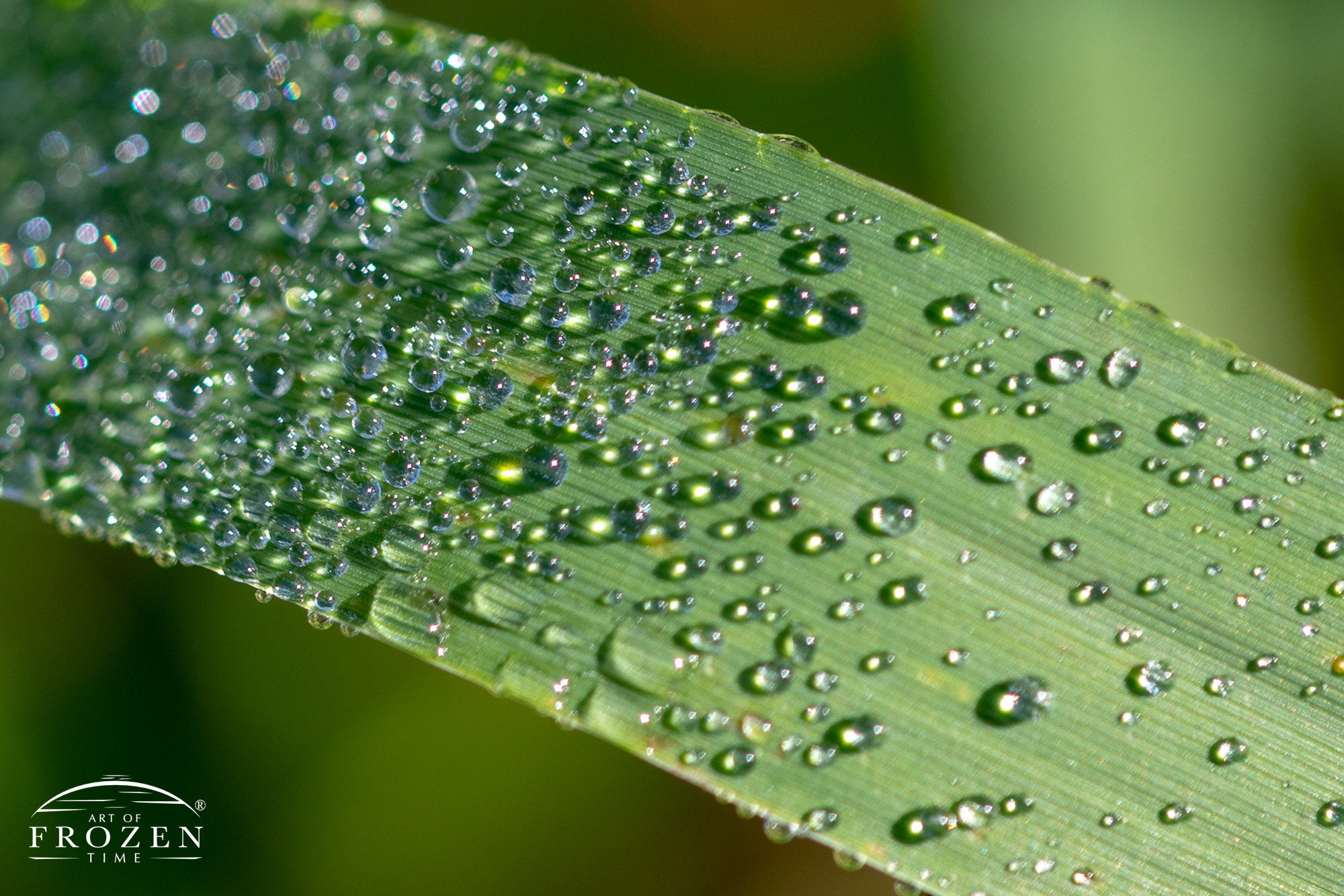 A close up image of morning dew on a wide plant leaf where the individual drops sparkle in the sun light