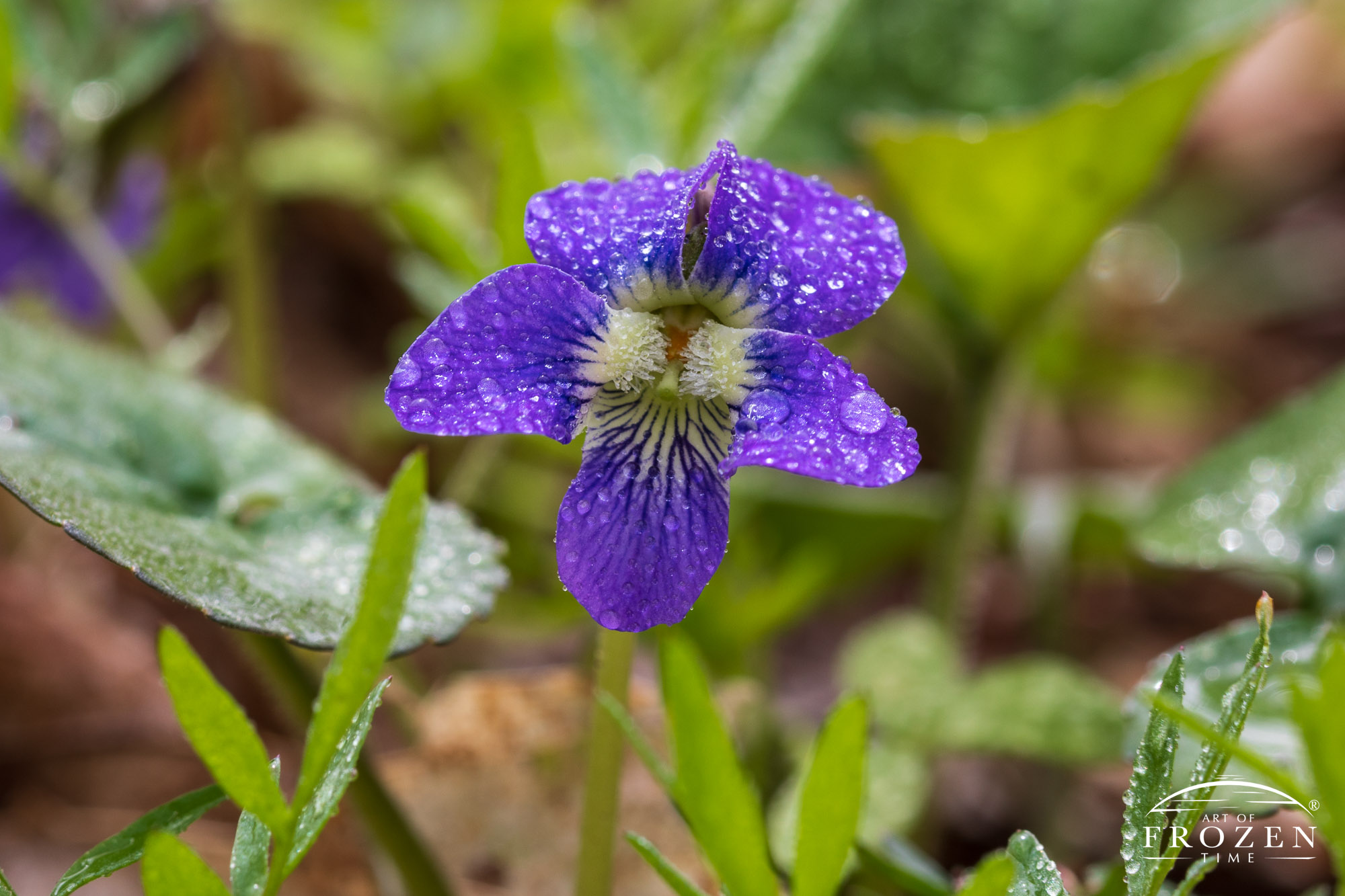 A close view of a Common Blue Violet with water drops clinging to its purple petals after a brief rain