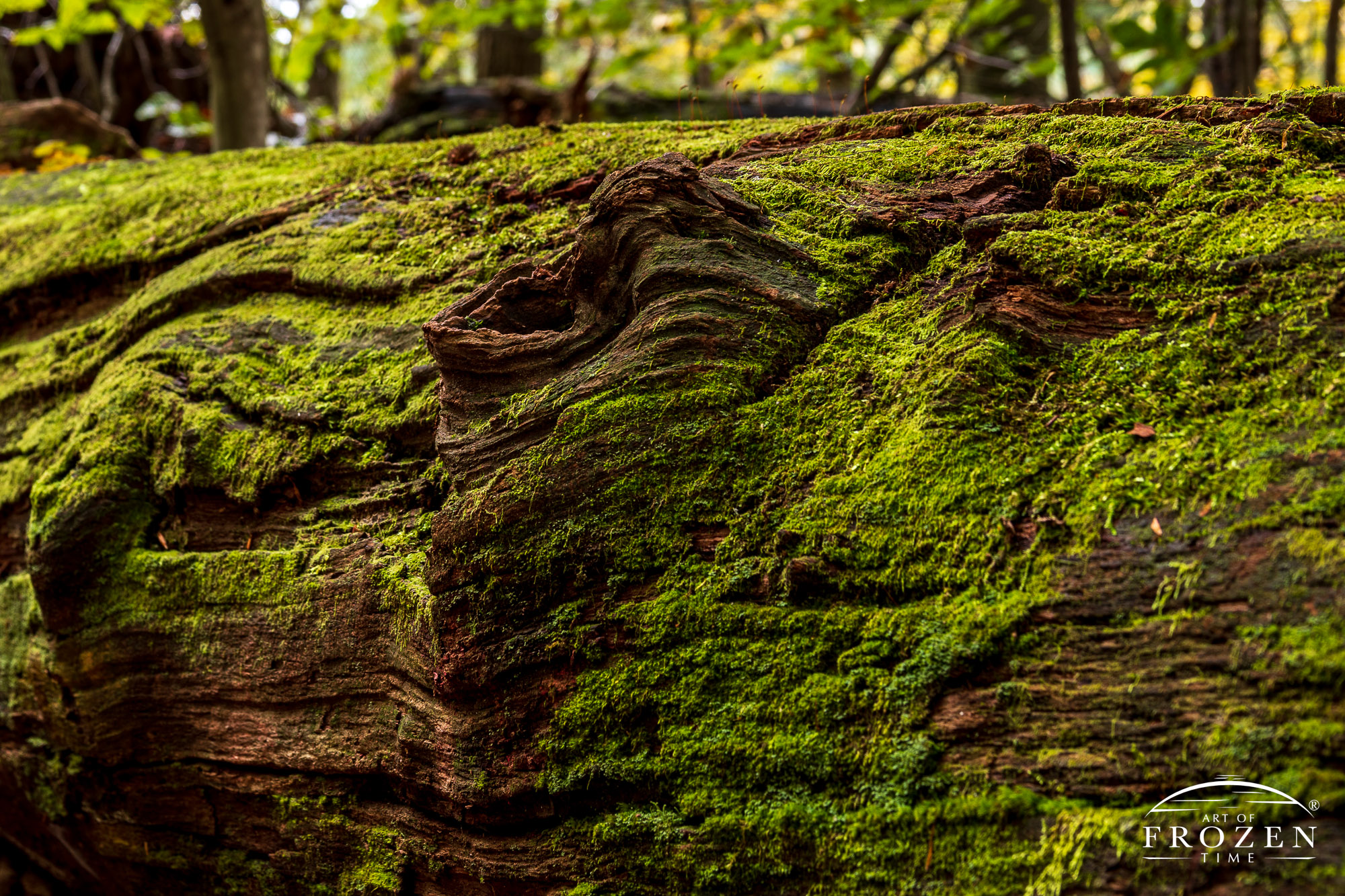 A decaying log with bright green most covering its surface