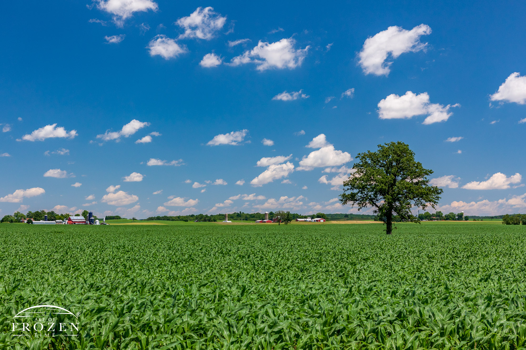 Lands pressed smooth from the last glacial period today host miles of corn fields and white puffy clouds pass through the blue sky on this summer day
