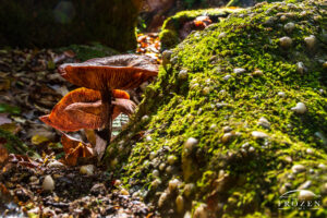 A close up of a mushroom sitting in sunlight on the forest floor