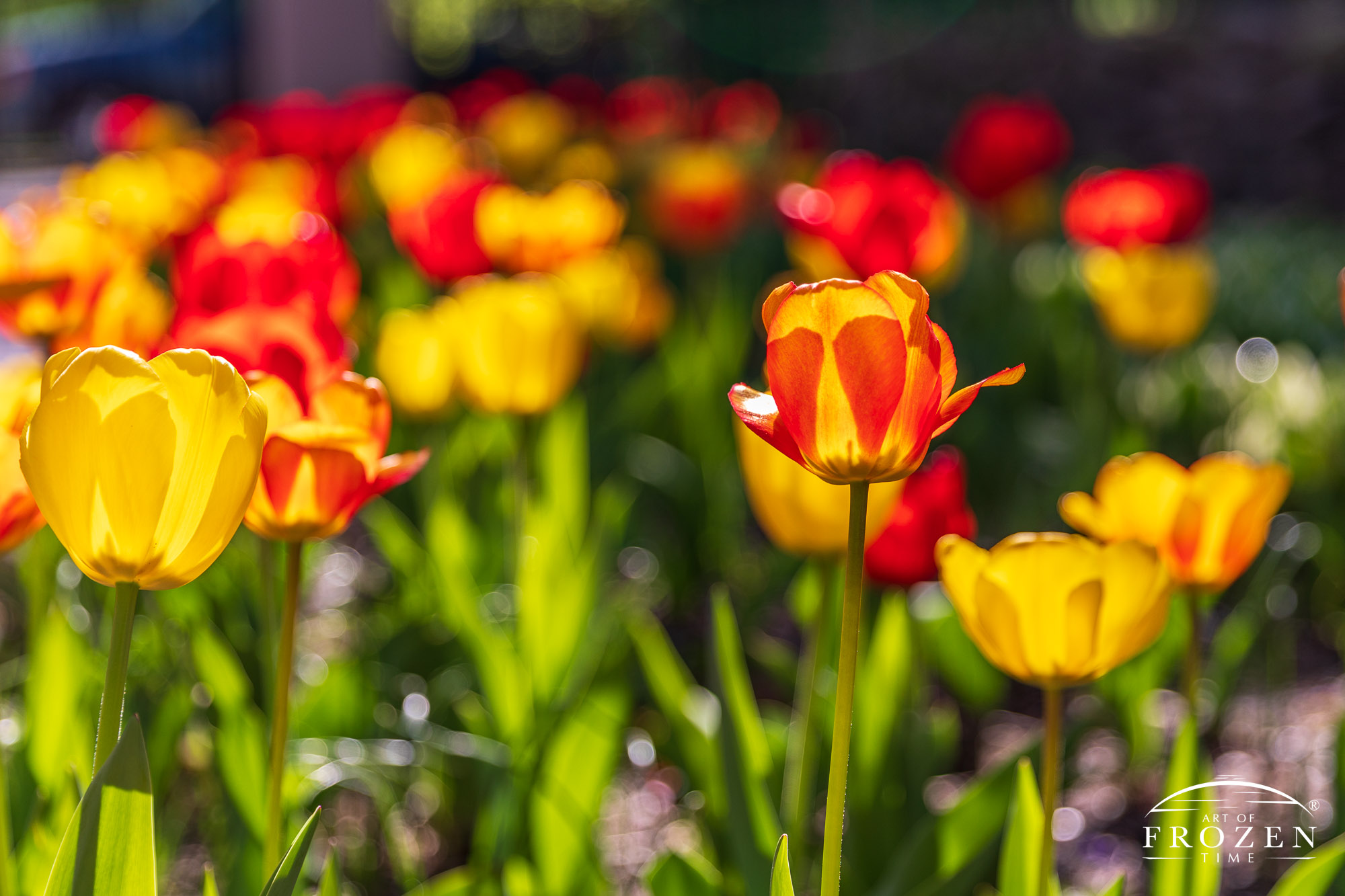 An intimate view of a tulip flowerbed where the sun backlights the red and yellow tulip petals