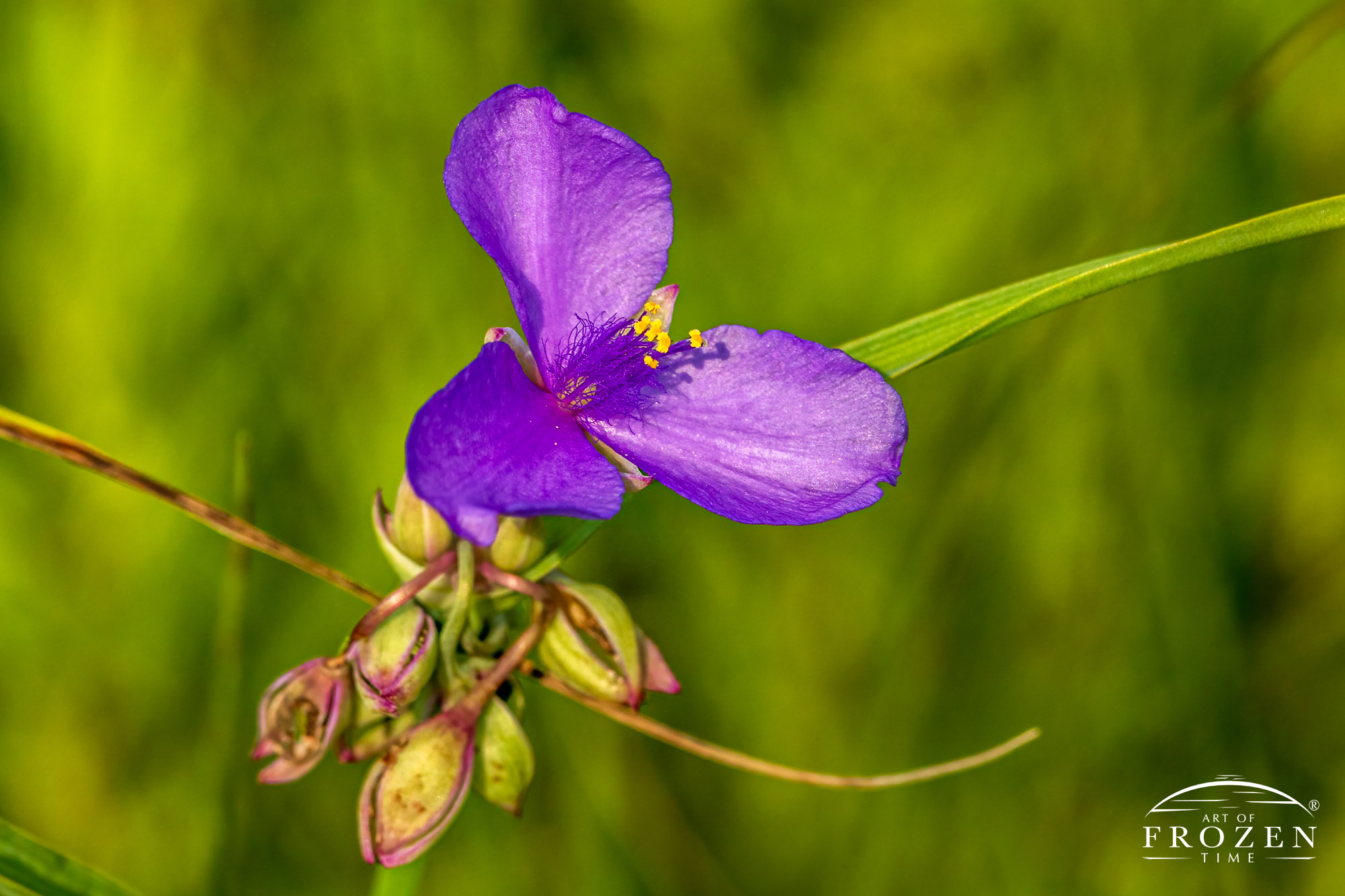 A close view of Ohio Spiderwort blooming in the golden morning light