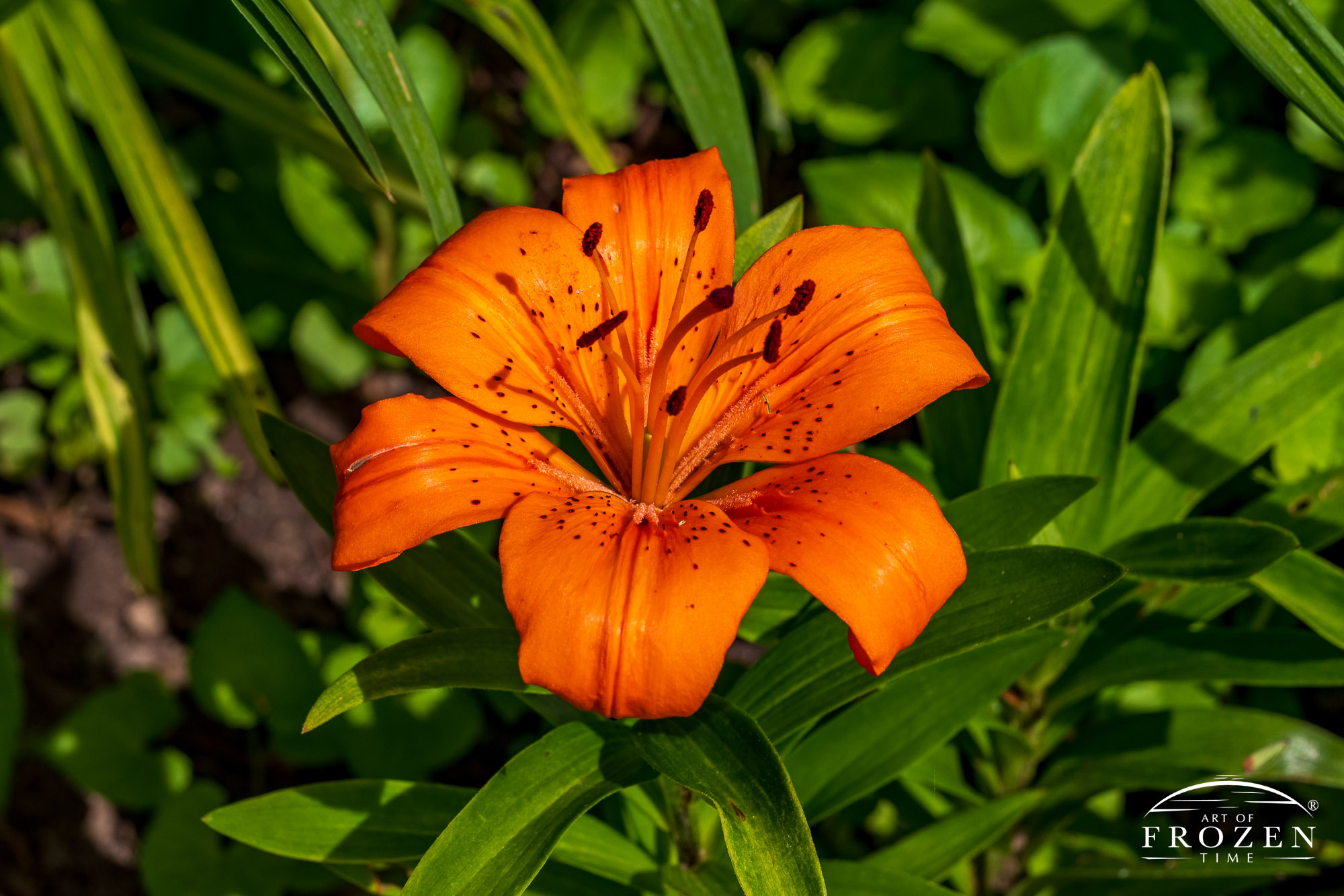 A view of an Orange Asiatic Lily in full sunlight featuring brown spots and reddish brown anthers