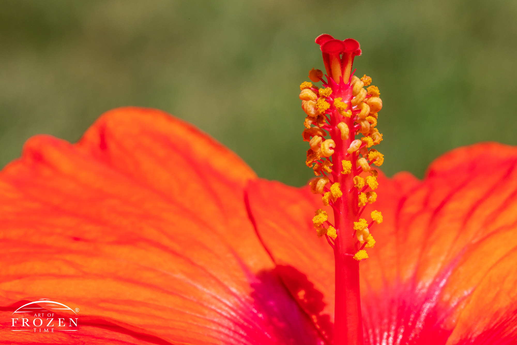 A side view of the Hawaiian Orange Lagas Hibiscus which displays large orange leaves with a hot pink center