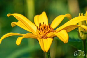 A close up image of the Ox-eye Sunflower captured in warm evening light