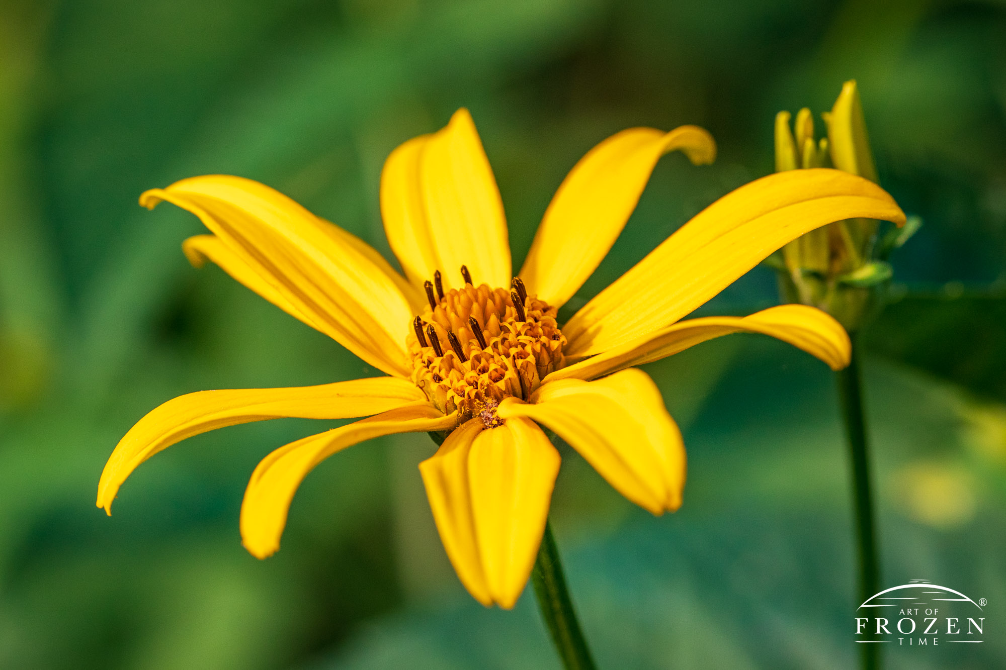 A close up image of the Ox-eye Sunflower captured in warm evening light
