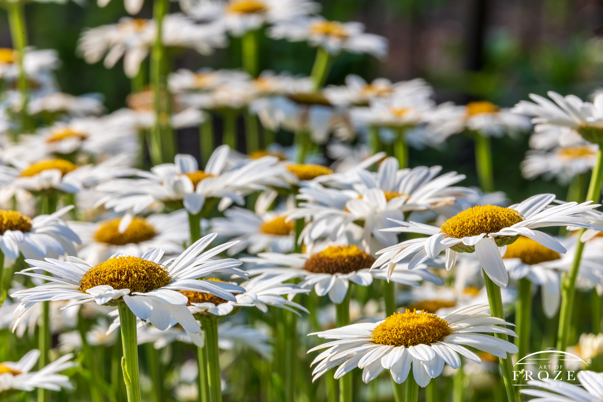 Close view of an Ox-eye Daisy featuring its many white petals and yellow sunflower-like center