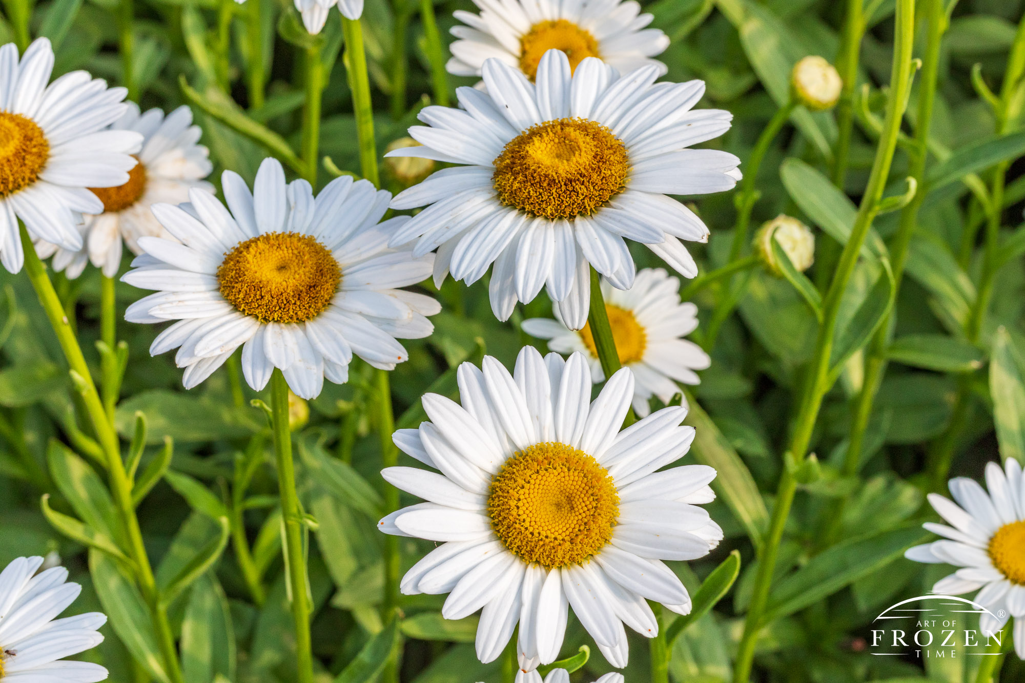 Close view of an Ox-eye Daisy featuring its many white petals and yellow sunflower-like center