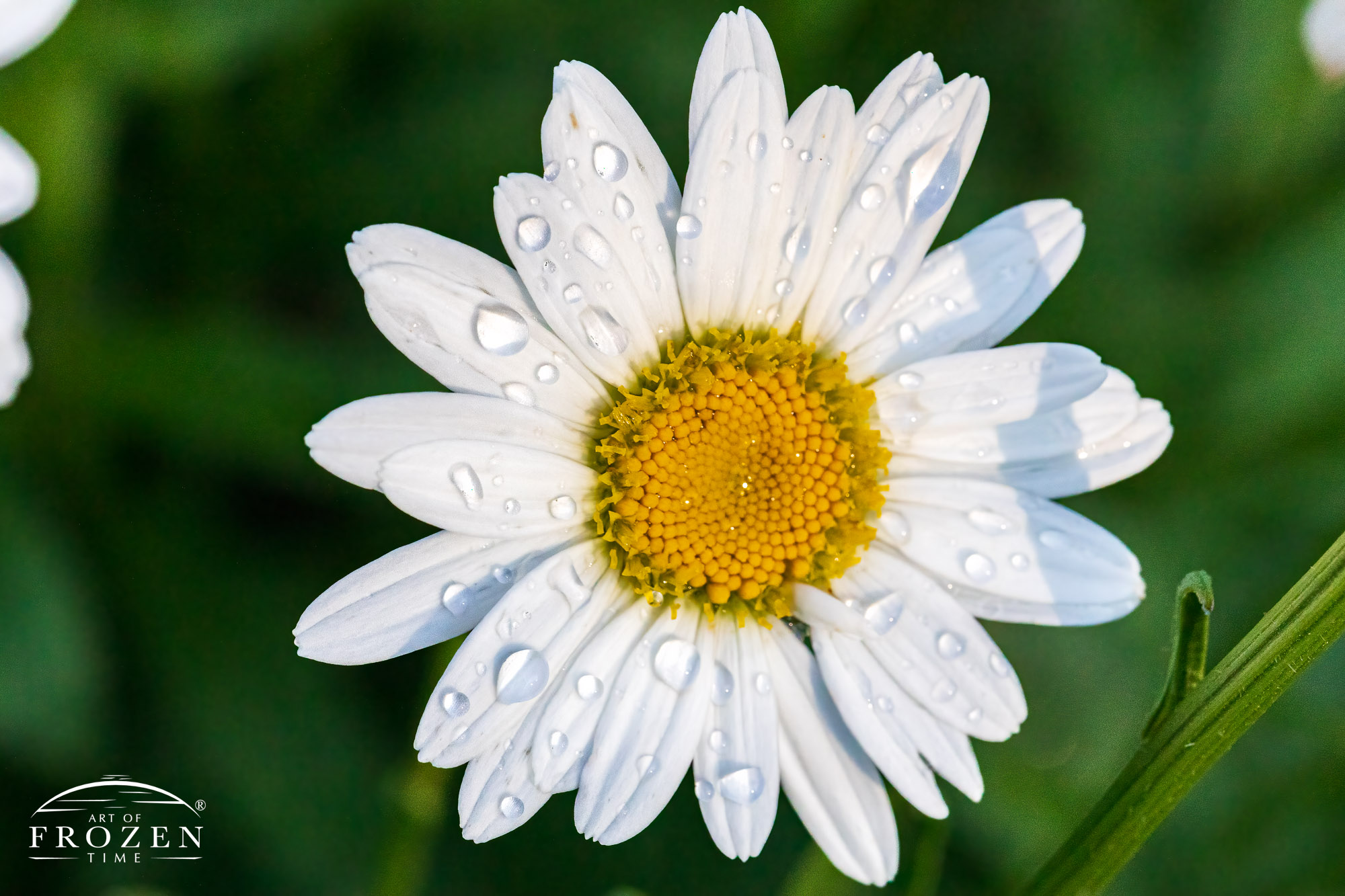Close view of an Ox-eye Daisy featuring its many white petals and yellow sunflower-like center holding raindrops