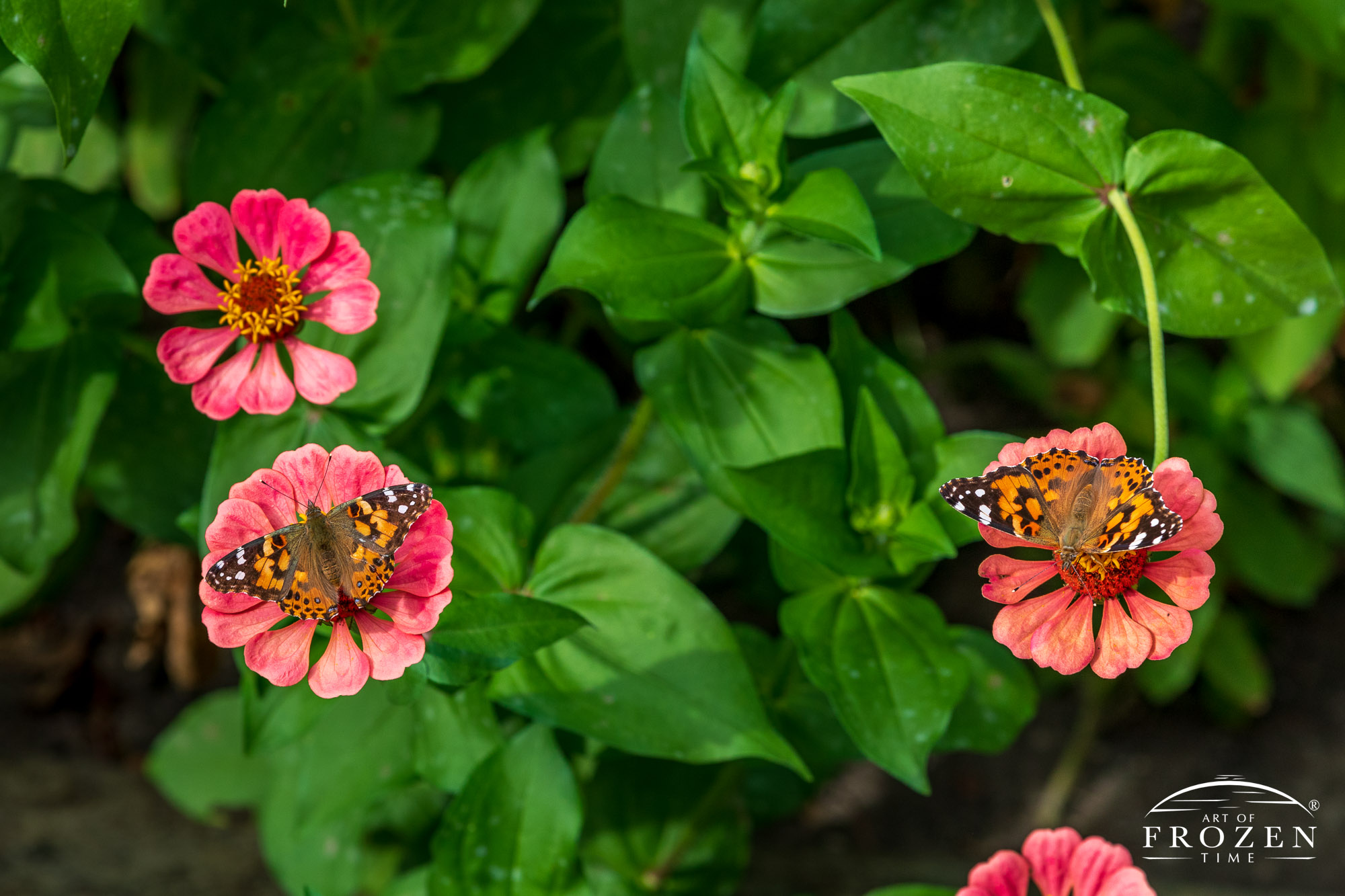 Two Painted Lady Butterflies pollinating peach-colored Zinnias