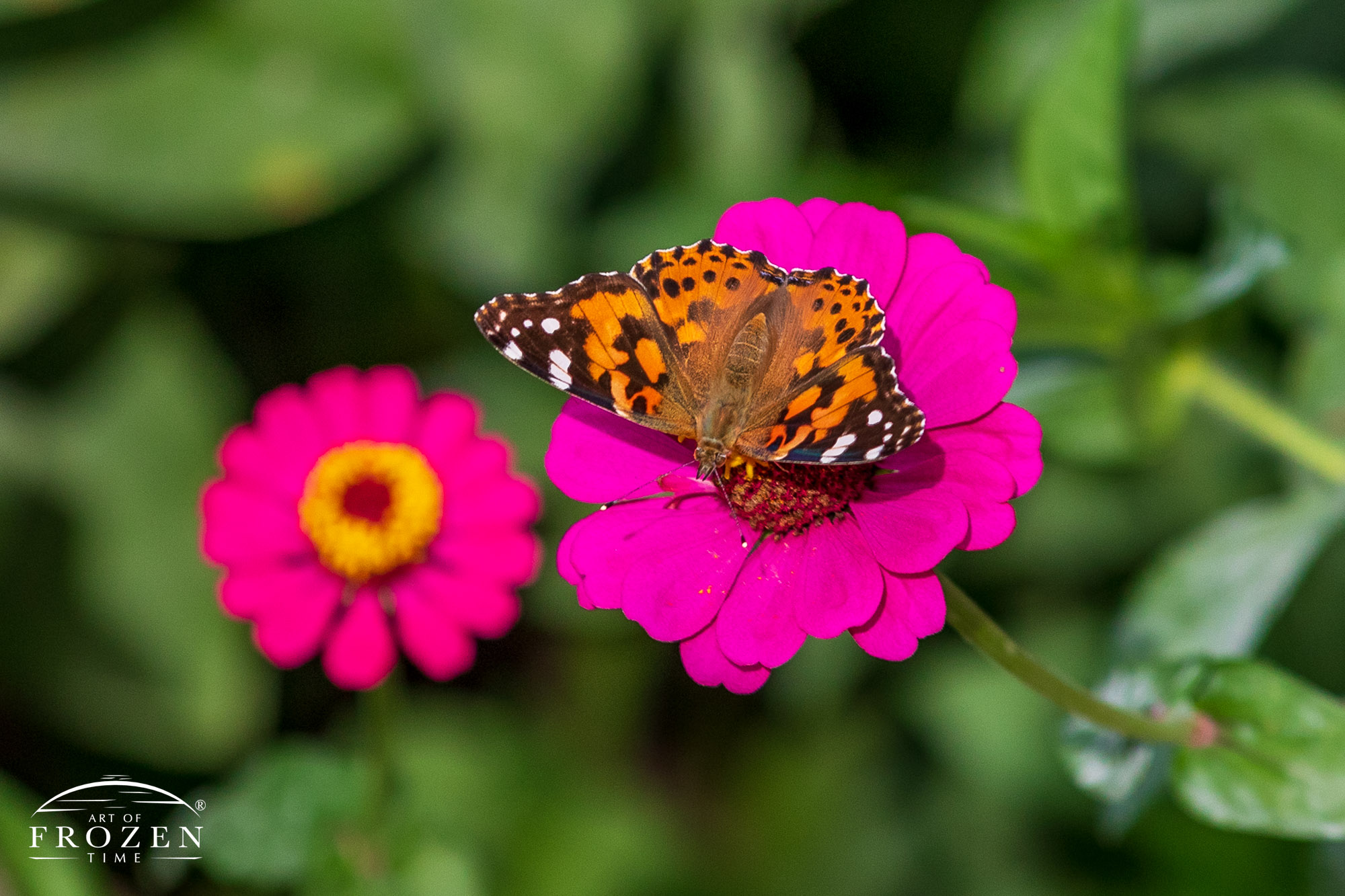 Painted Lady Butterfly Pollinating a Pink Zinnia