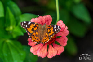Painted Lady Butterfly Pollinated a red and pink-colored Zinnia No. 2