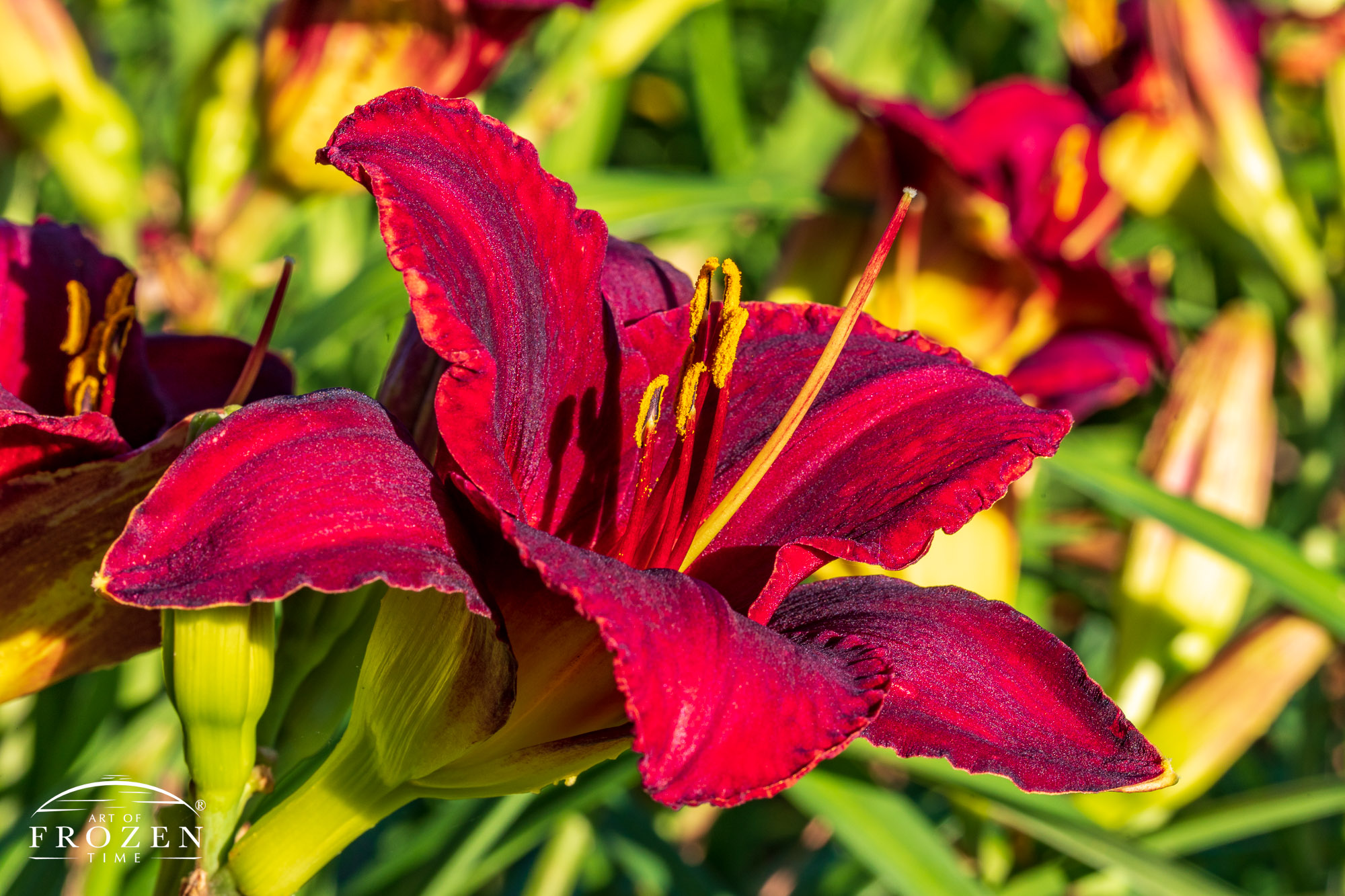 An intimate view of a Pardon Me Daylily basking in the morning light