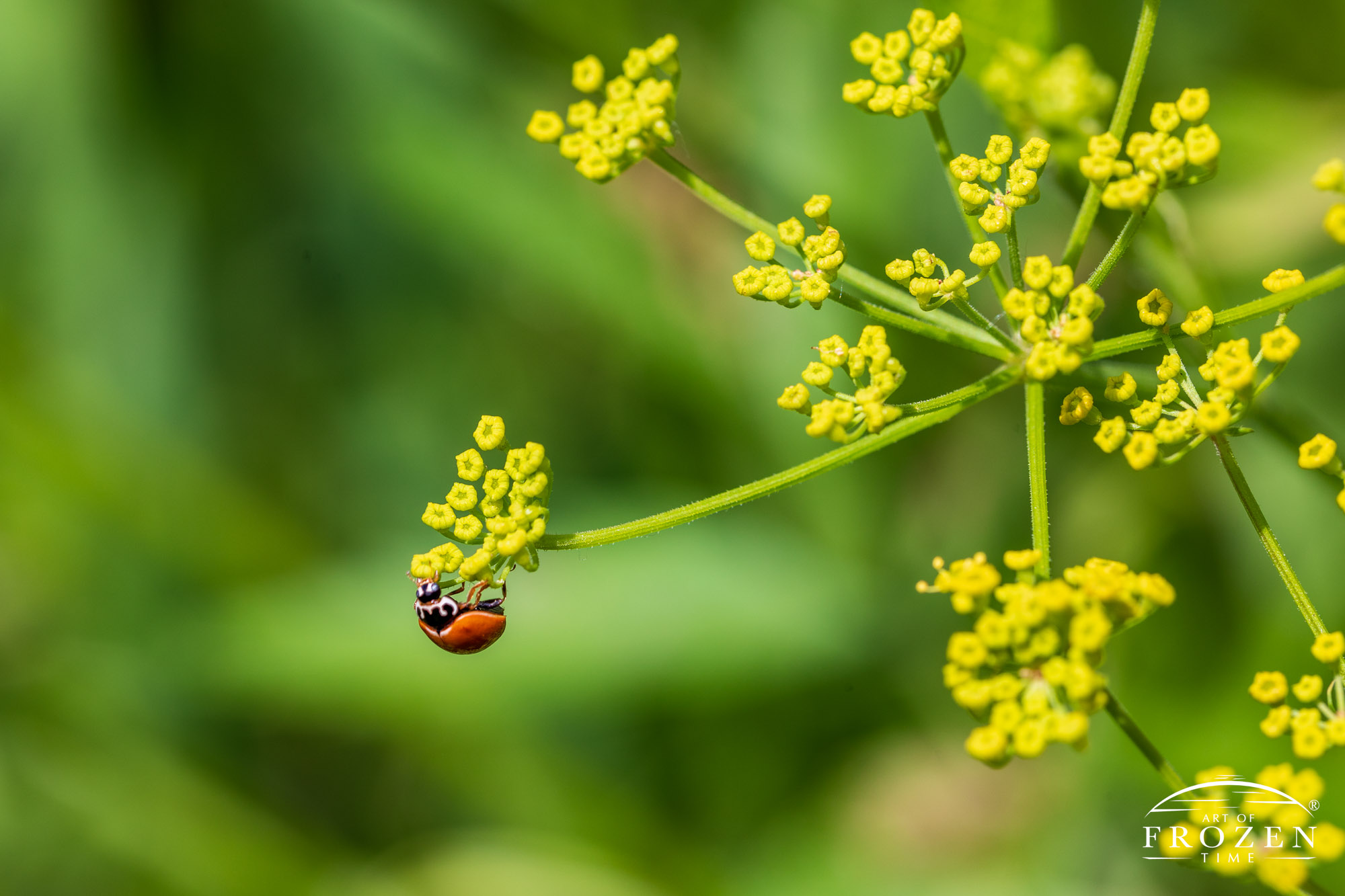 A macro view of a polished ladybug hanging from the yellow flower cluster of a fennel plant