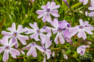 A closeup view of Spring Blue Phlox basking in the sunlight