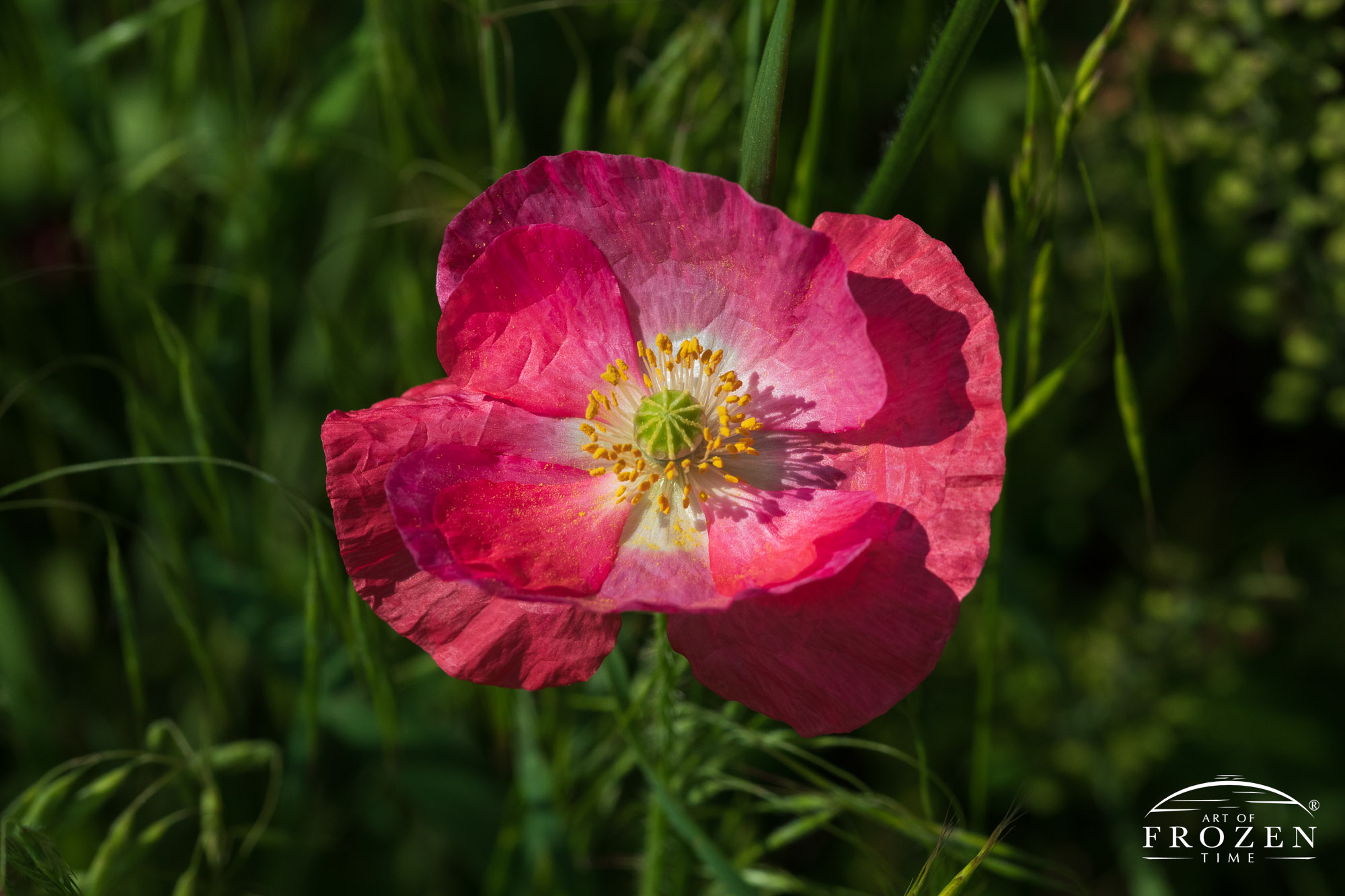 A close view of a single red poppy featuring a yellow center basking in the summer sun.