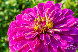 A close view of Zinnia Elegans which shows its pink petals and yellow seeds as the evening sun sidelights the flower in golden light