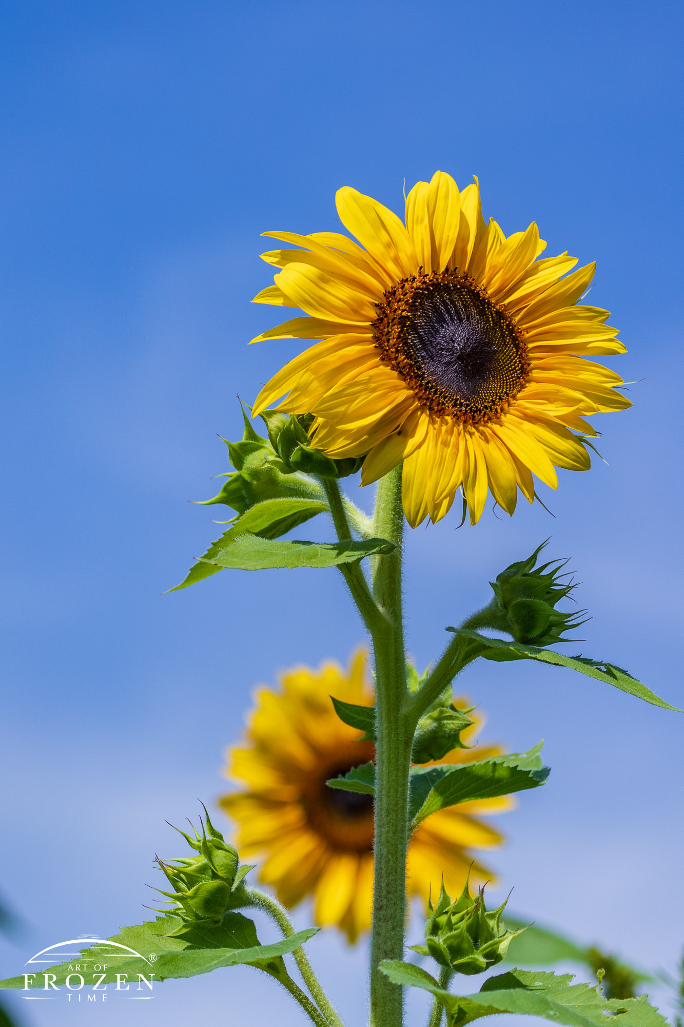 Two sunflowers standing tall in a field under blue skies