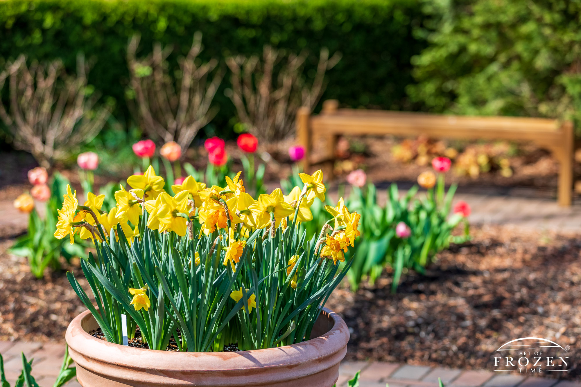 A garden view featuring clay pots of daffodils and tulips as flower beds of more tulips are about to bloom