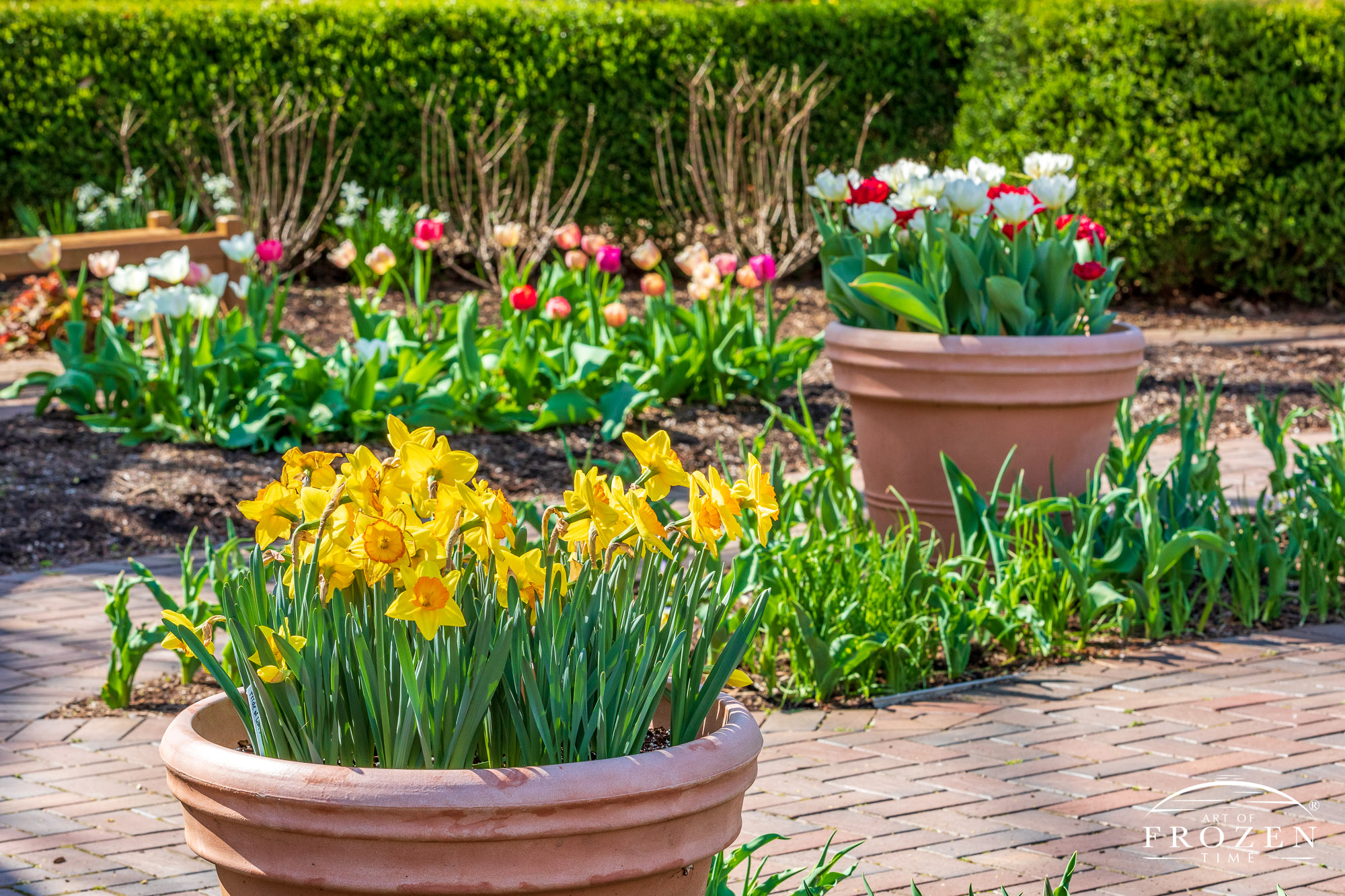 A garden view featuring clay pots of daffodils and tulips as flower beds of more tulips are about to bloom