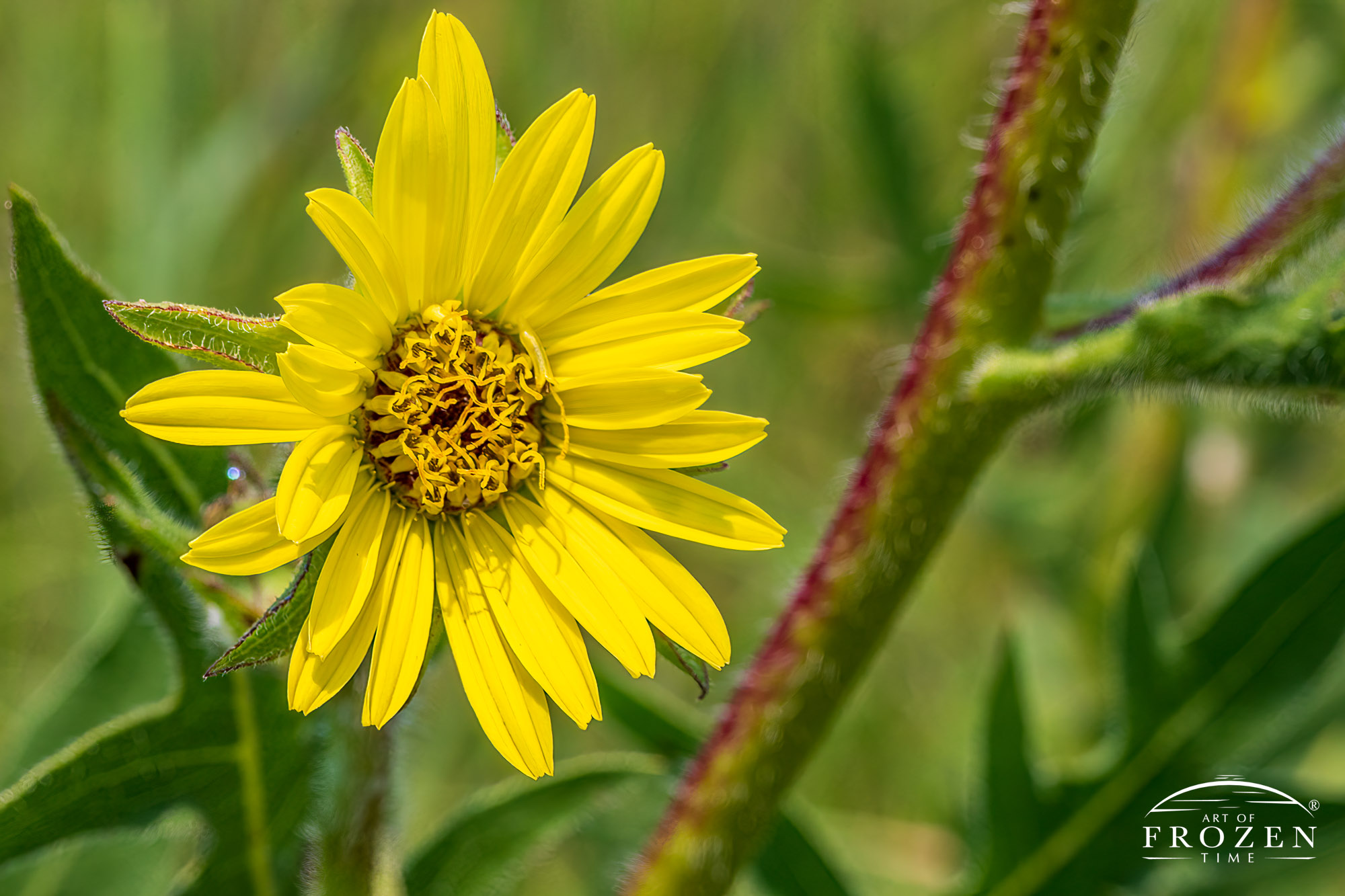 A macro view of the center of a Prairie Dock flower