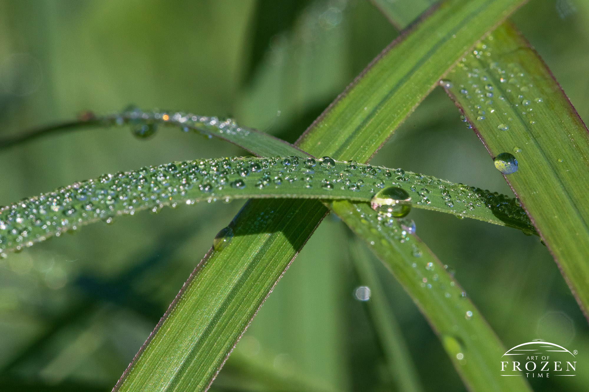 A macro view of dew drops on grass near Troy Ohio where each blade looks like a diamond laden bracelet where each drop glistens in the morning light.