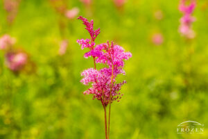 An intimate view of the bright pink Queen of the Prairie Flower in Spangler Nature Preserve