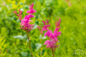 An intimate view of the bright pink Queen of the Prairie Flower in Spangler Nature Preserve