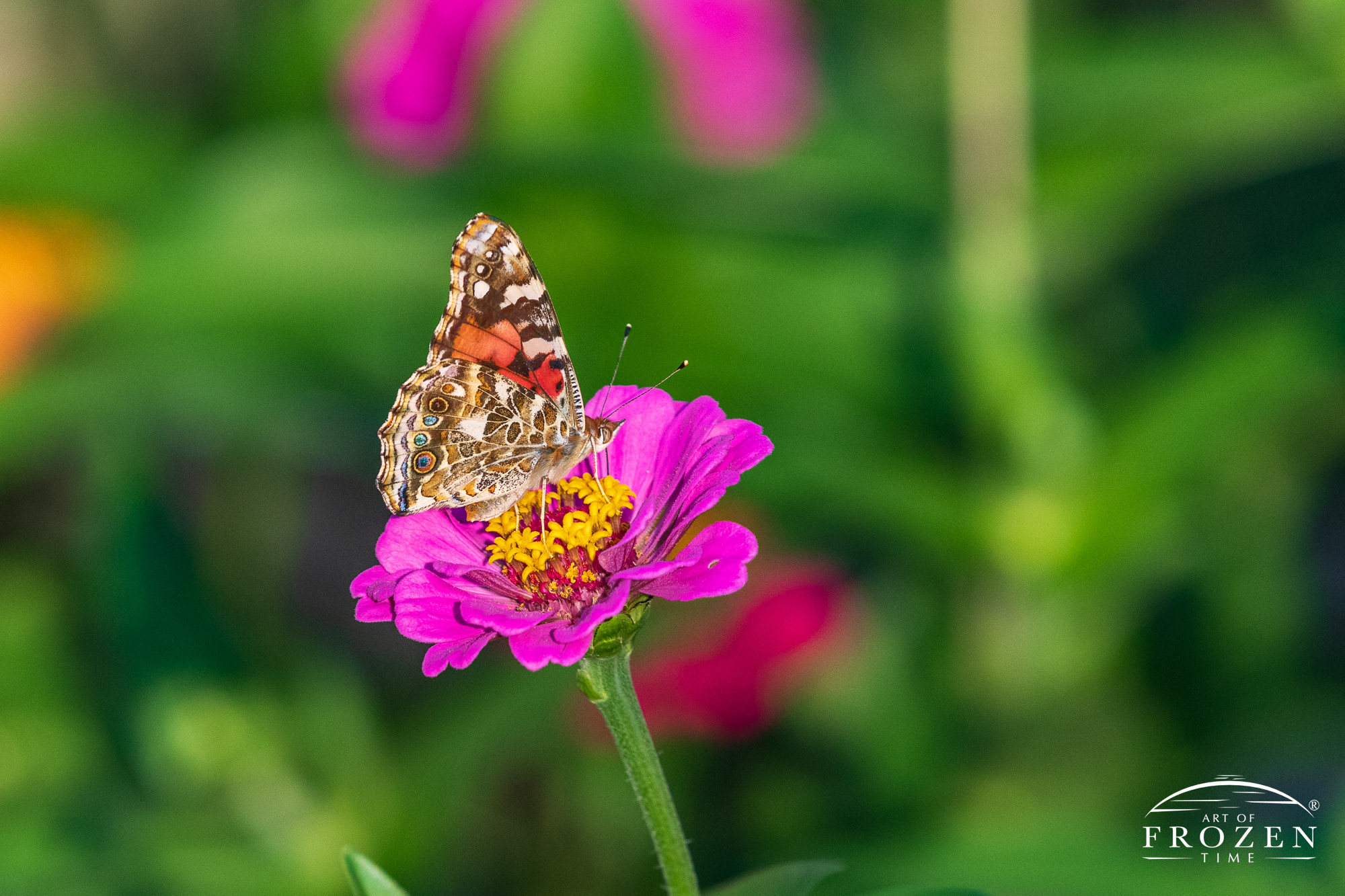 A Red Admiral Butterfly (Vanessa atalanta) resting on a pink zinnia (Zinnia Elegans) flower.