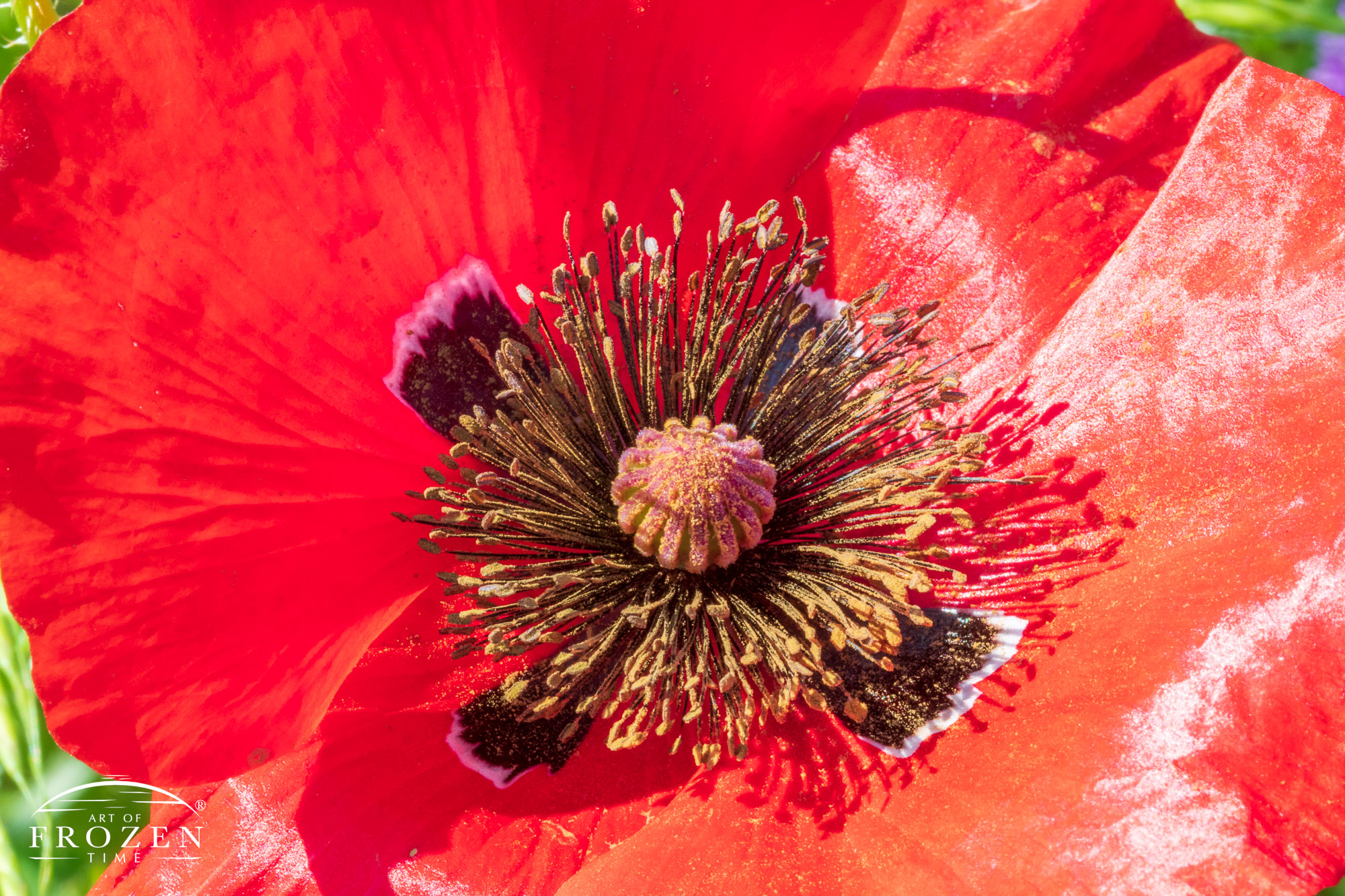 Close up view of a red poppy, Enon Ohio