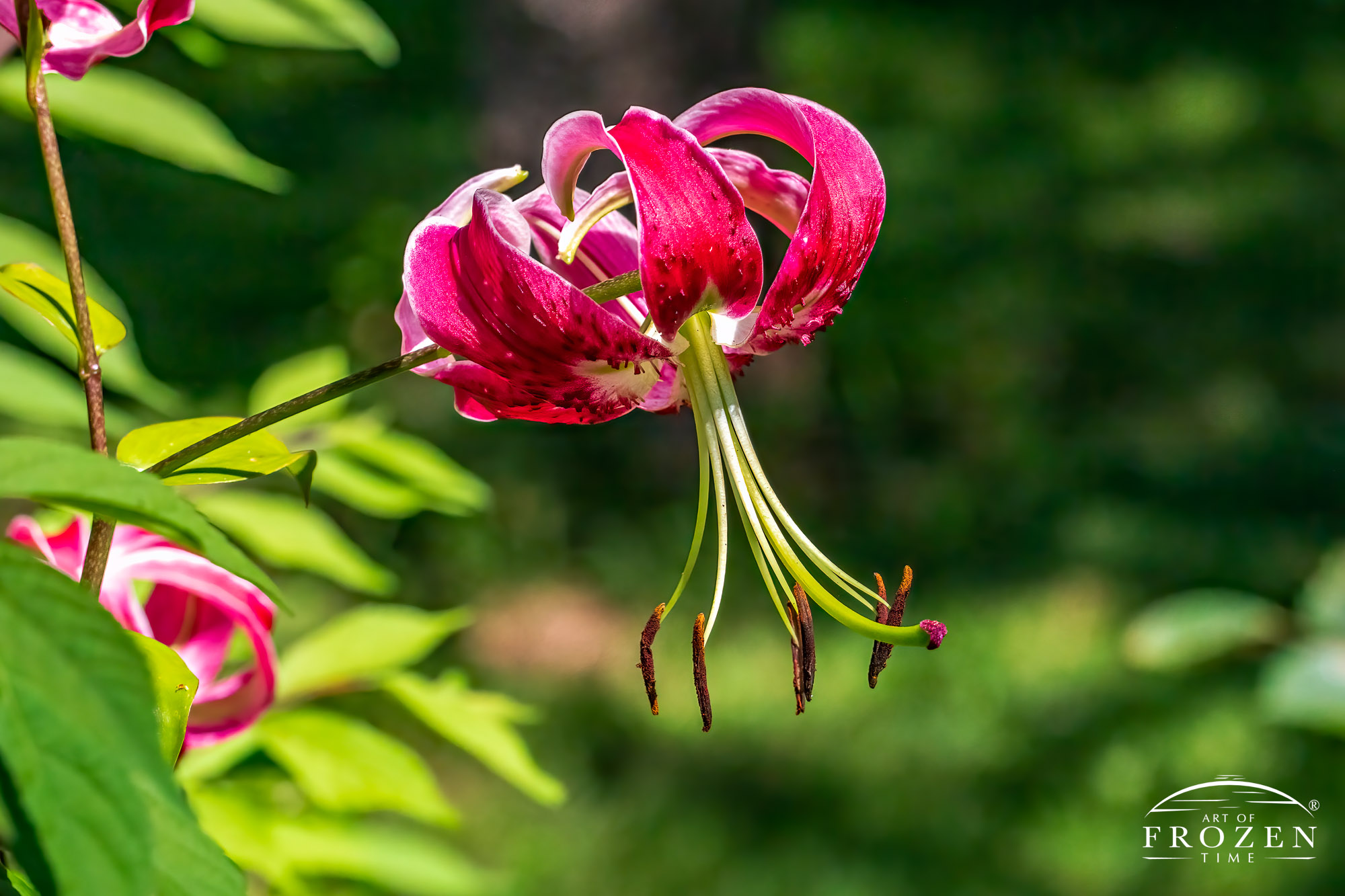A Rubrum Lily which hangs downward and features long stigma and stamen