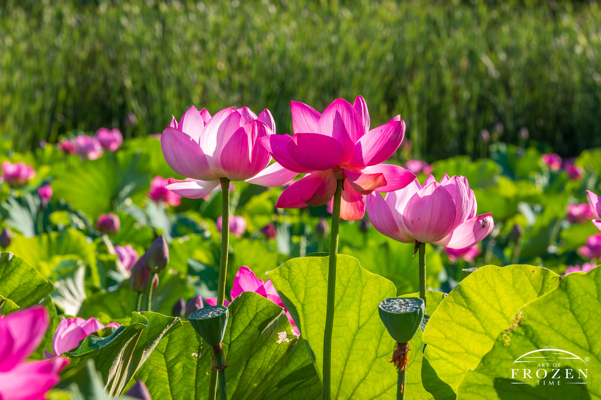 A bright pink flower called Sacred Lotus occupies a Liberty Township’s Wetlands Park