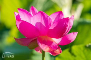 A bright pink flower called Sacred Lotus occupies a Liberty Township’s Wetlands Park