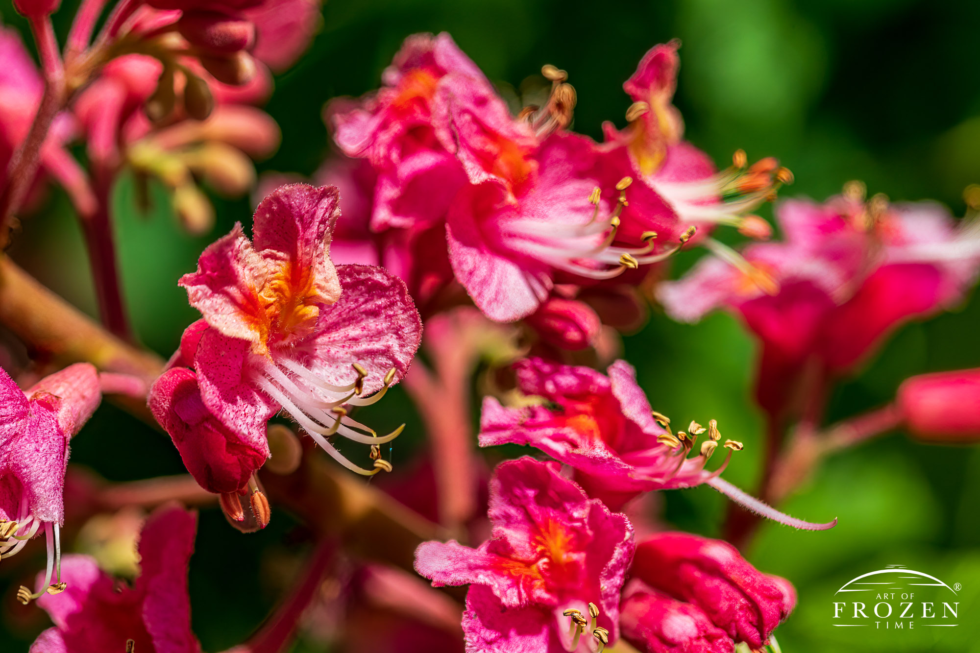 A close view of the Scarlet Buckeye blooms where its stamen are longer than its red petals.
