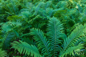 A patch of ferns on Aullwood Gardens forest floor where overhead trees filtered the summer sunlight