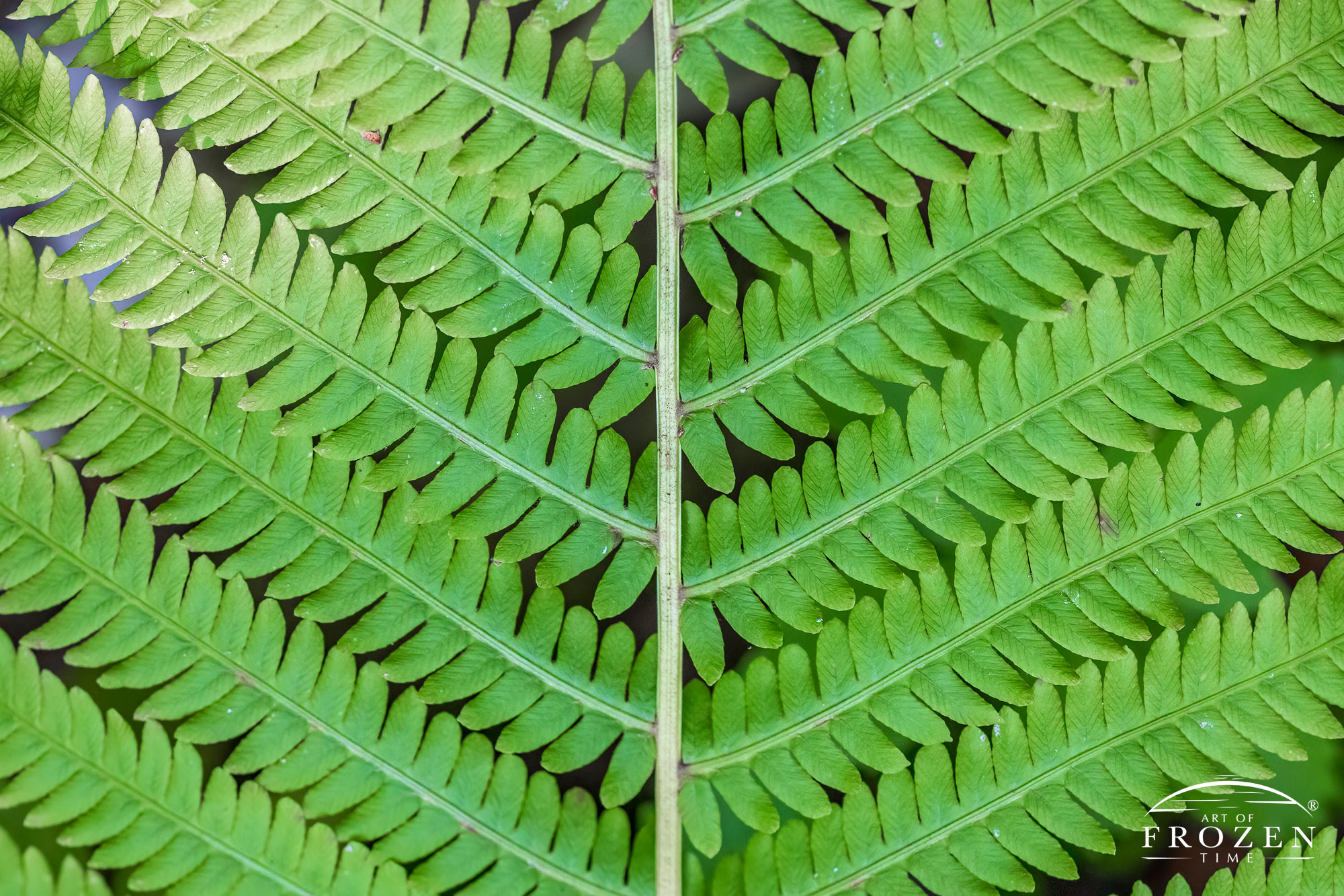 A close up view of a Silvery Spleenwort fern which emphasizes its repeating patterns